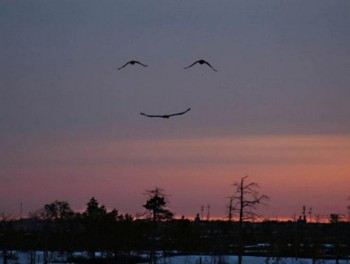 Happy Birds