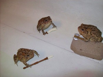 Toad Fight