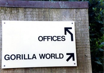 Offices vs Gorilla World