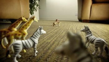 Wildlife