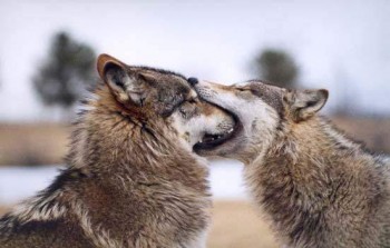 Nom