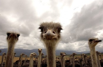 Ostrich
