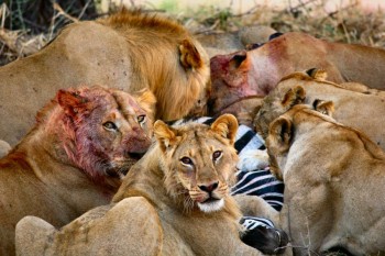 Hungry Lions