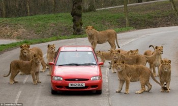 Lions Surround Us
