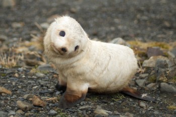 Baby Sea Lion