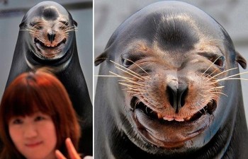 Laughing Sea-Lion