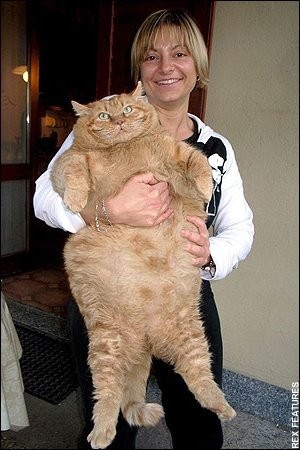 Fat Cat
