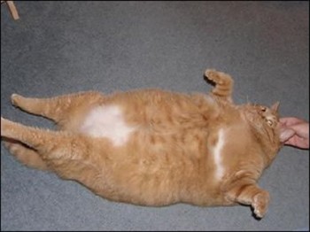 Fat Cat