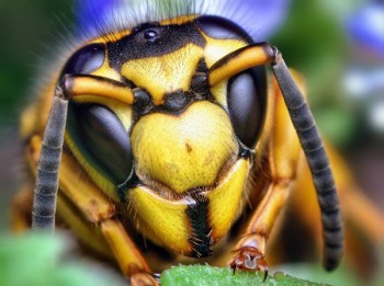 Eyes
