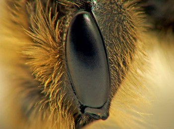 Eyes