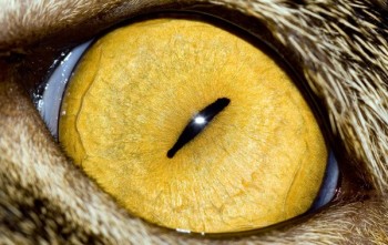 Eyes