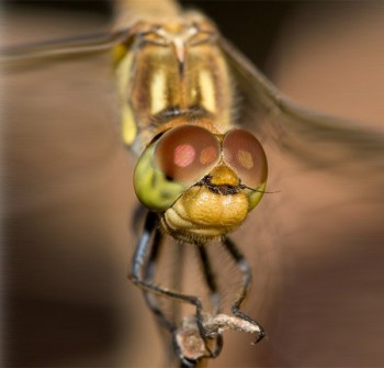 Eyes