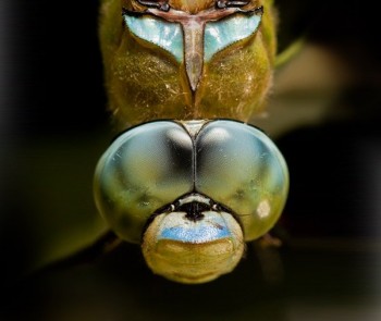 Eyes