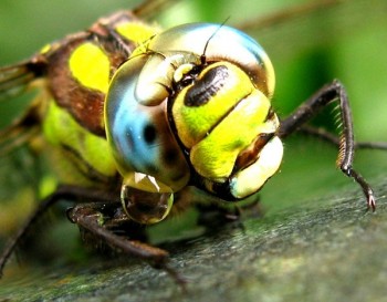 Eyes