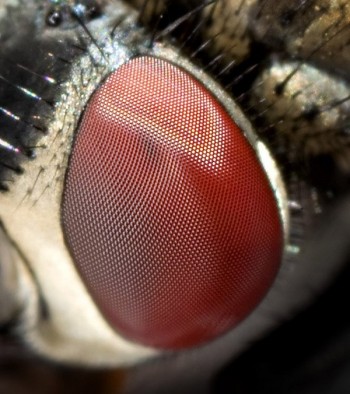 Eyes