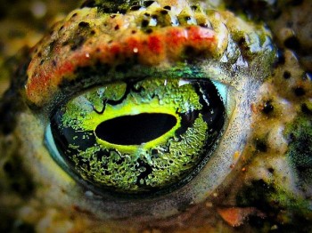Eyes