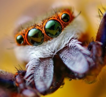 Eyes