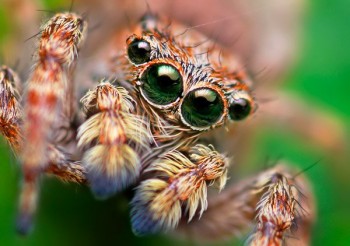 Eyes