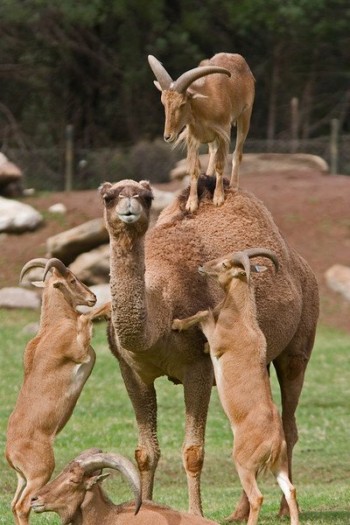 Ram Camel