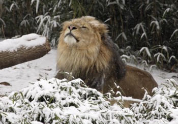 Lion Snow