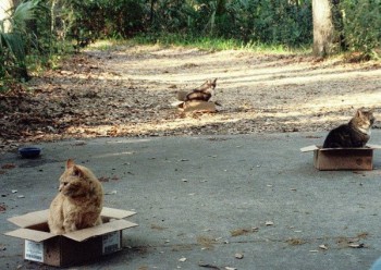 Box Cats