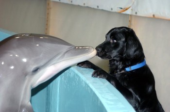 Dolphin and Dog