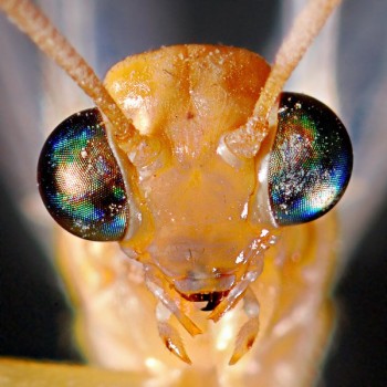 Eyes