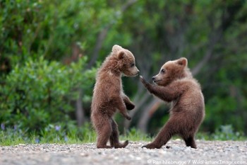 Cute Bears