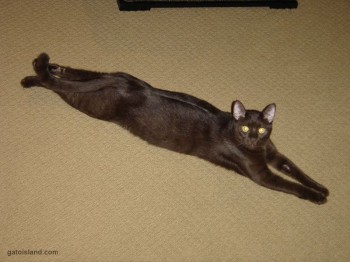 Stretchy Cat