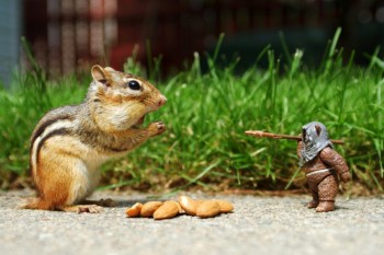 Shocked Chipmunk