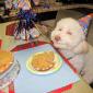 Stoner Dog - Is Watching You