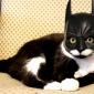 Batcat