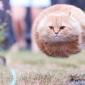 Hovercat