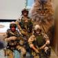 Commando Cat