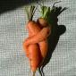 Twisted Carrots