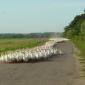 Attack of the Ducks