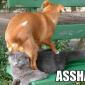 Asshat