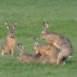Rabbit Threesome