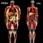 Fat vs Thin