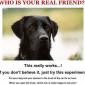 Real Friend