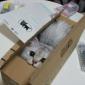 Box Cat