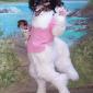 Scariest Dog In The World