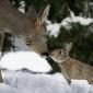Bambi & Thumper