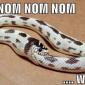 Om Nom Nom Snake