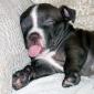 Sleeping Dog