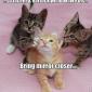 Kitty Facelift