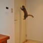 Spy Cat