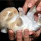 Cute Bunny