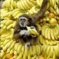 Banana Man