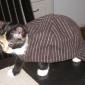 Cat Hat